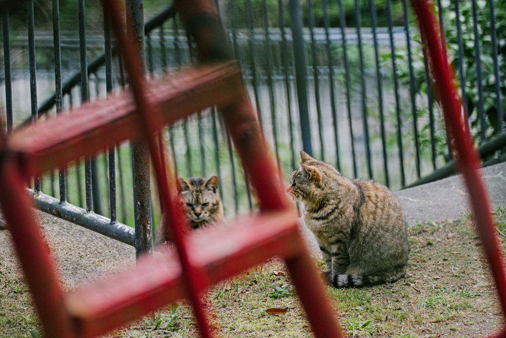 吾輩は猫である、ニャー # 1016