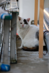 吾輩は猫である、ニャー # 125
