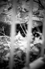 #吾輩は猫である、ニャー  32