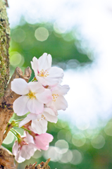 桜色