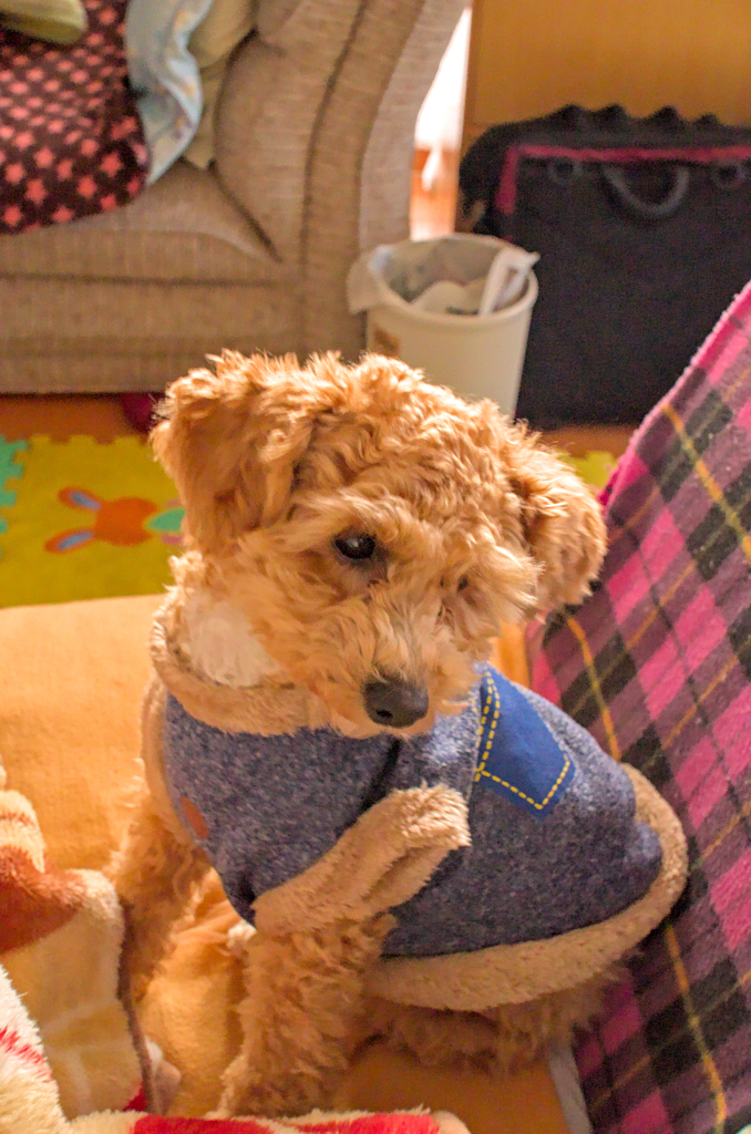 my pretty dog Ⅱ # 197