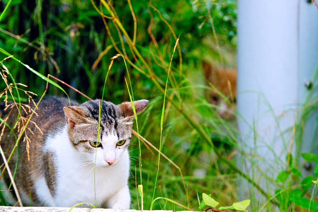 吾輩は猫である、ニャー # 335