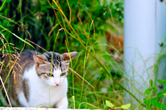 吾輩は猫である、ニャー # 335