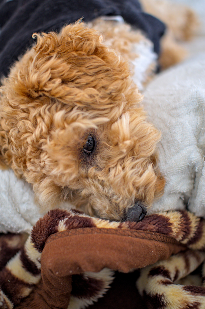 my pretty dog Ⅱ # 210