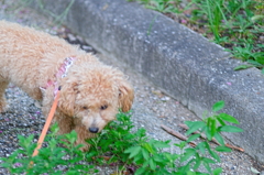 my pretty dog Ⅱ # 127