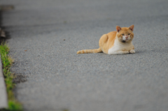 吾輩は猫である、ニャー # 372