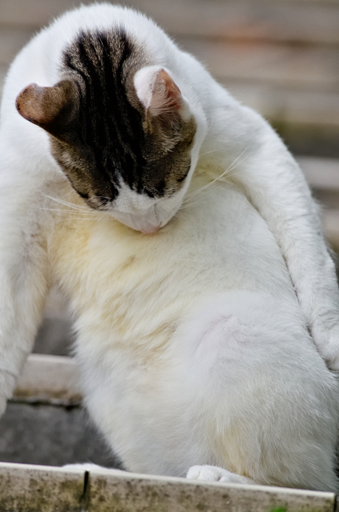 吾輩は猫である、ニャー # 317