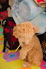 my pretty dog Ⅱ # 79