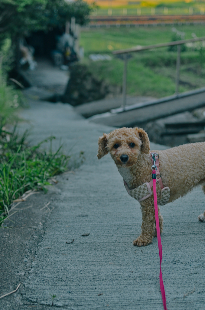 my pretty dog Ⅱ # 342