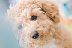 my pretty dog Ⅱ # 231