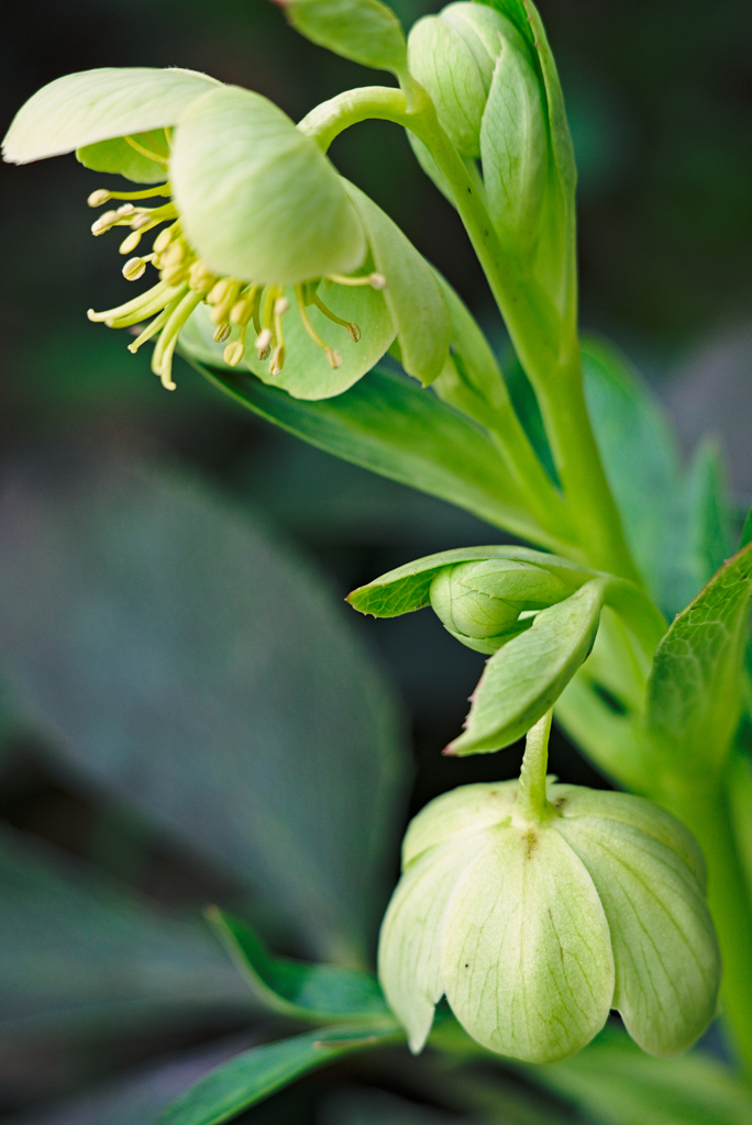 クリスマスローズ