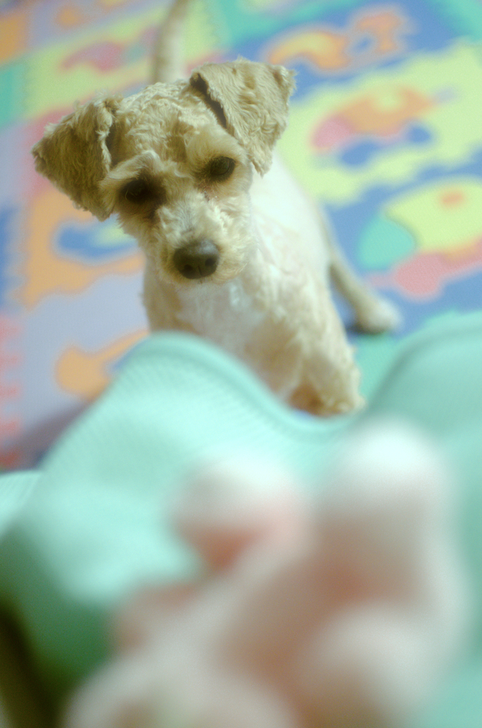 my pretty dog Ⅱ # 289