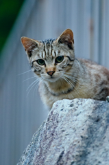 吾輩は猫である、ニャー # 148