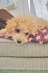 my pretty dog Ⅱ # 27