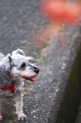 my pretty dog # 9