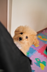 my pretty dog Ⅱ # 8