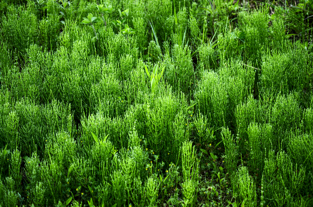  little　woods