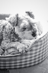 my pretty dog # 83