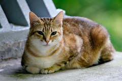 吾輩は猫である、ニャー # 296