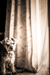 my pretty dog # 54