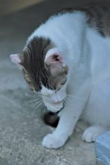 吾輩は猫である、ニャー # 533