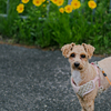 my pretty dog Ⅱ # 310