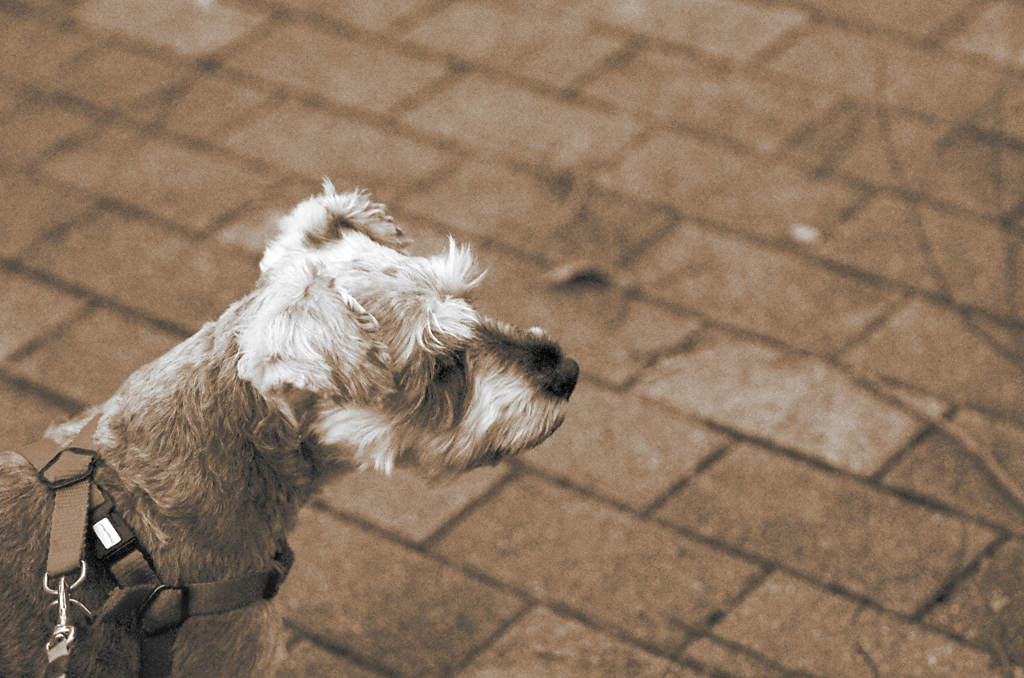my pretty dog # 36