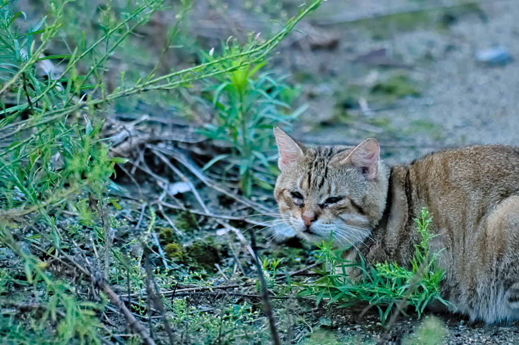吾輩は猫である、ニャー # 600