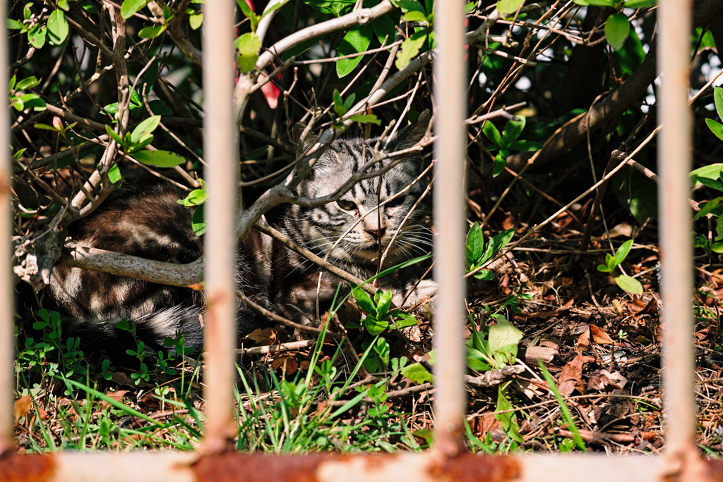 吾輩は猫である、ニャー # 897