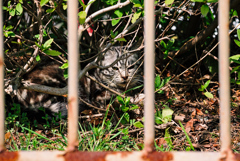 吾輩は猫である、ニャー # 897