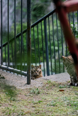 吾輩は猫である、ニャー # 1017