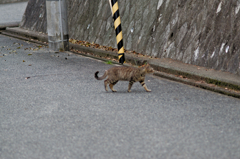 吾輩は猫である、ニャー # 750
