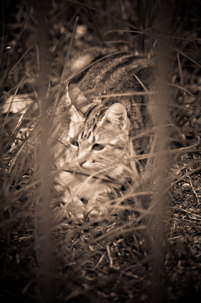 吾輩は猫である、ニャー # 34