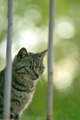 吾輩は猫である、ニャー # 135