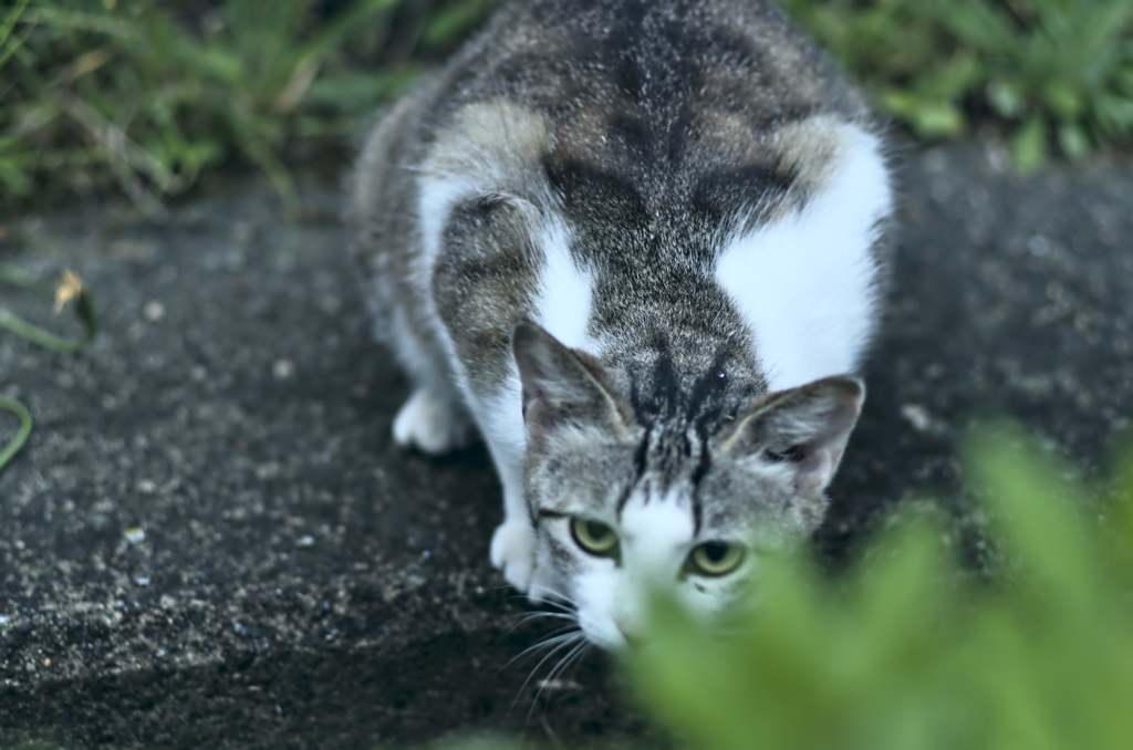 吾輩は猫である、ニャー # 254
