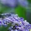 紫陽花　⑥
