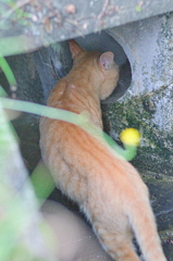 吾輩は猫である、ニャー # 845