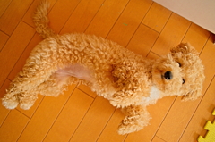 my pretty dog Ⅱ # 88