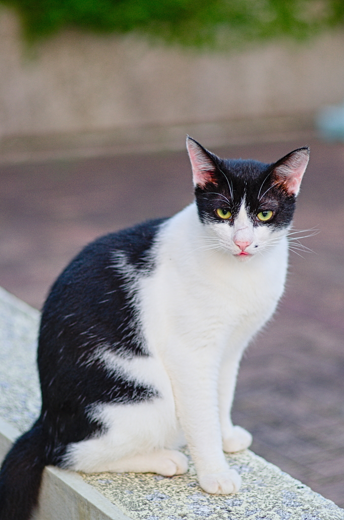吾輩は猫である、ニャー # 863