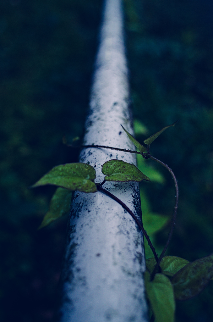 leaf #15