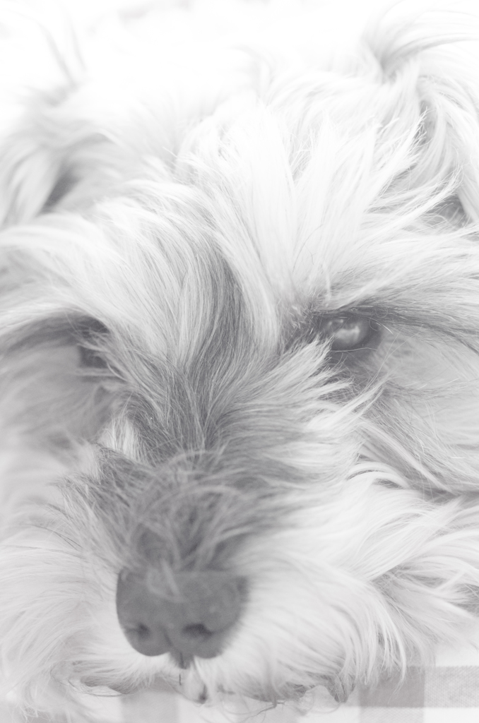 my pretty dog # 129