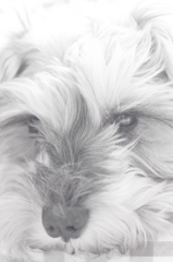 my pretty dog # 129