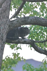 吾輩は猫である、ニャー # 552