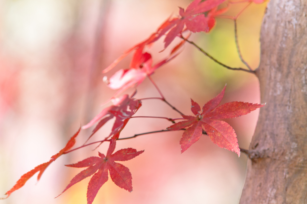 パステルな紅葉　①