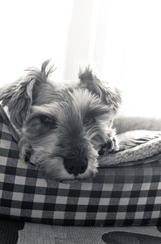 my pretty dog # 109