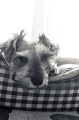 my pretty dog # 109