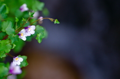 ムラサキサギゴケ