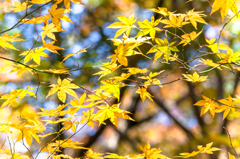 黄葉の紅葉