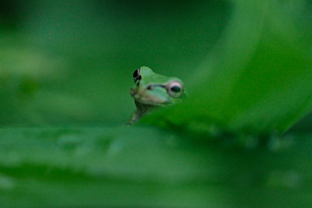 カエル