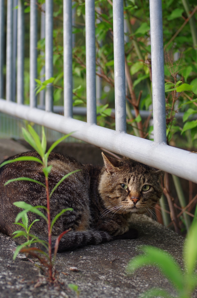 ねこ